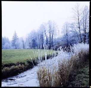 Schwärzenbach: bereiftes Schilf am Schwärzenbach