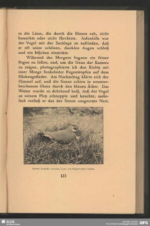 Kiebitz, Vanellus vanellus, Linn., von Regentropfen benetzt