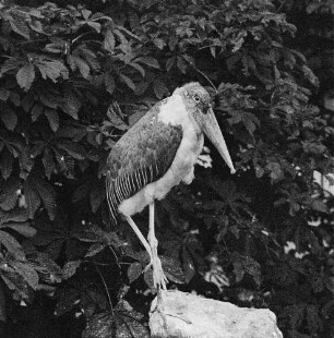 Zootiere. Marabu