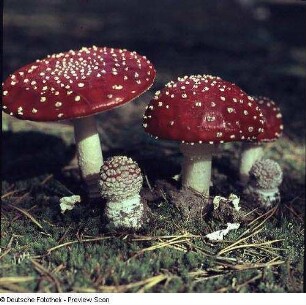 Fliegenpilz (Amanita muscaria)