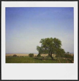 Baum am Neusiedler See im Burgenland