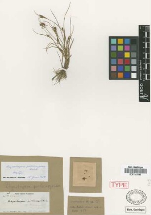 Rhynchospora psilocaryoides Griseb. [holotype]