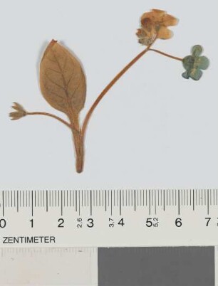 [Blume mit verschiedenfarbigen Blüten]