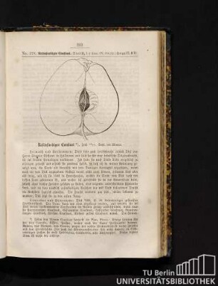 No. 378. Rosenfarbiger Cousinot.