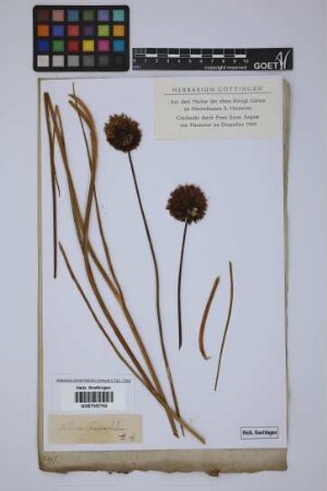 Allium sphaerocephalon L.