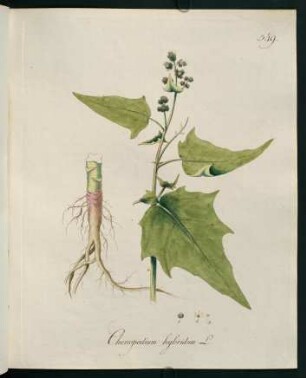 Chenopodium hybridum L.