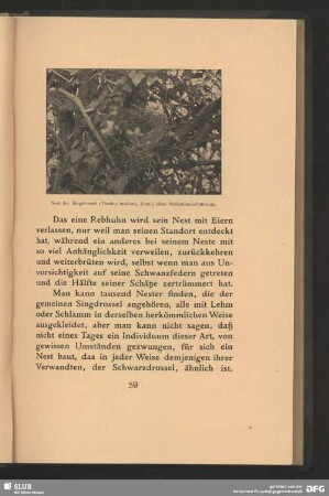 Nest der Singdrossel, Turdus musicus, Linn., ohne Schlammausfütterung