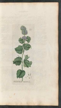 33. Mentha crispa