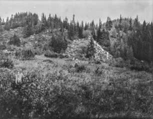 Wald : Blick auf einen Wald