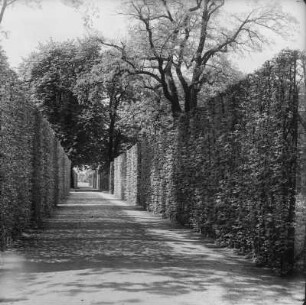 Schloss Pillnitz, Park : Dresden-Pillnitz. Schloss Pillnitz, Schlosspark