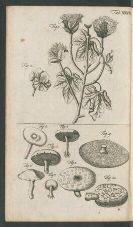 Tab. XXVII. Fig. 1. - Fig. 10.