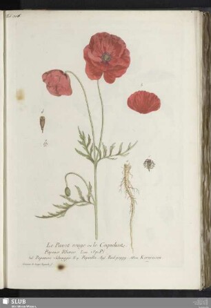 Le Pavot rouge, ou le Coquelicot