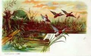 Wildenten