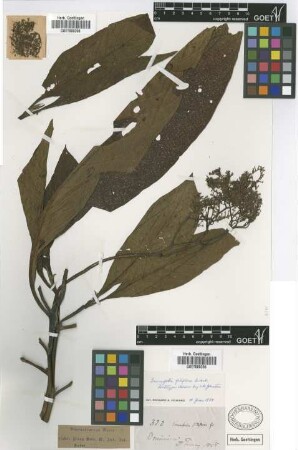 Tournefortia filiflora Griseb. [lectotype]