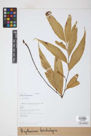 Asplenium tricholepis Rosenst.