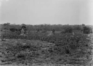 Termitenhügel : Termitenhügel im Grasland.