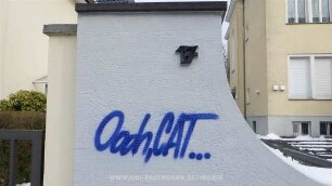 Oooh,CAT...