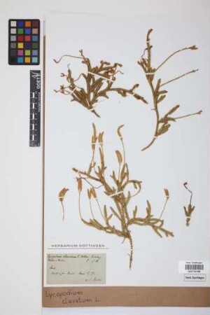 Lycopodium clavatum clavatum L.