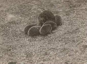 Igel (Erinaceus europaeus L.). Weibchen, die Jungen um sich versammelnd