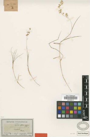 Melica caffrorum Schrad. [type]