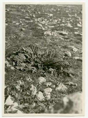 Mandrotze in blossom taken near Jerusalem in January