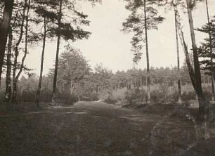 Vegetationsbild. Kiefernwald. Rotbuche (Fagus sylvatica)