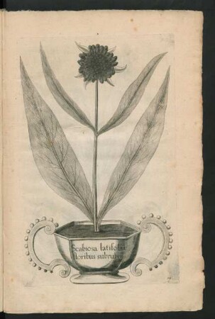 Scabiosa latifolia