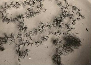Verkannte Wasserschlauch (Utricularia australis, synonym Utricularia major und Utricularia neglecta), auch Südlicher Wasserschlauch oder Großer Wasserschlauch