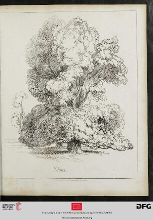 Plate 80 Elms
