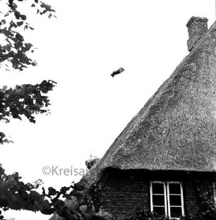 Schlamersdorf: Storchennest: darin Jungstörche: rechts Reetdach und Giebel eines Hauses: darüber Storch im Anflug: vorn und links Baum