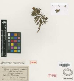 Turnera setosa Sm. var. entreriana Griseb.[holotype]