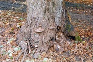 Jersbeker Park: Detailaufnahme: Brandkrustenpilz an Baumfuß: 19. Oktober 2001