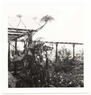 Garten Dr. Udo Rukser, Oberbühlhof am Bodensee: Pergola im Garten, Riesenbärenklau
