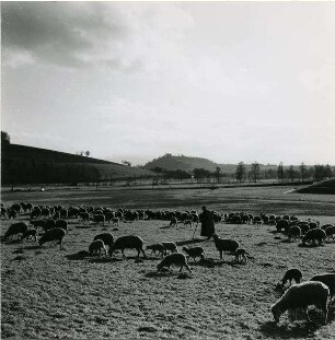 "Weideland bei der Hochburg"