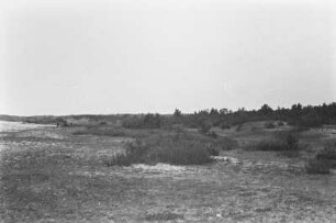 Düne : Vegetation auf einer Düne bei Nida.