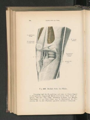 Fig. 609. Mediale Seite des Knies.