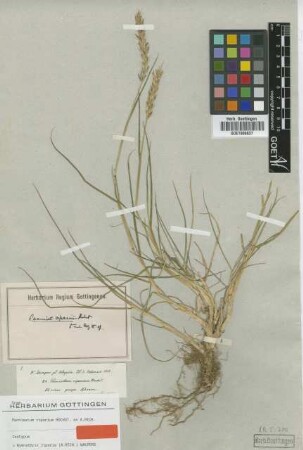 Pennisetum riparium Hochst. ex A.Rich. [isotype]
