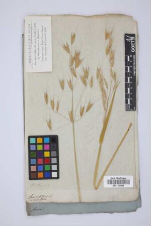 Avena fatua L.