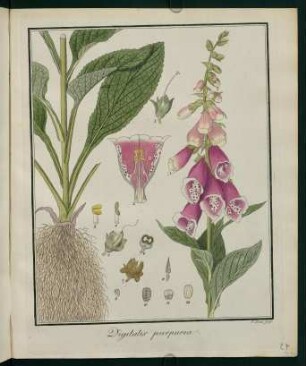 27r, Digitalis purpurea