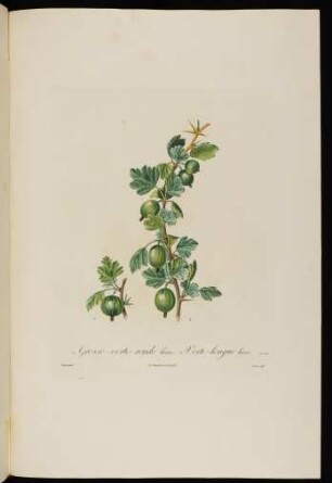 Grosse-Verte Longue Lisse. Ribes Virente-Oblongium ...