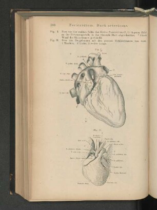 Pericardium. Duct. arteriosus.
