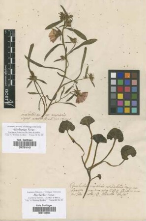 Convolvulus