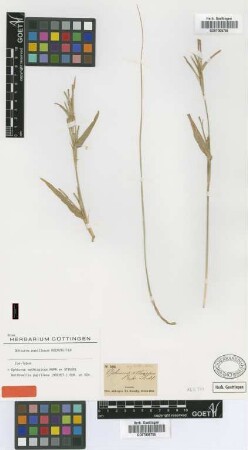 Ophiurus aethiopicus Rupr. ex Steud.