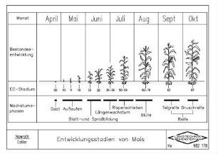 Entwicklungsstadien von Mais