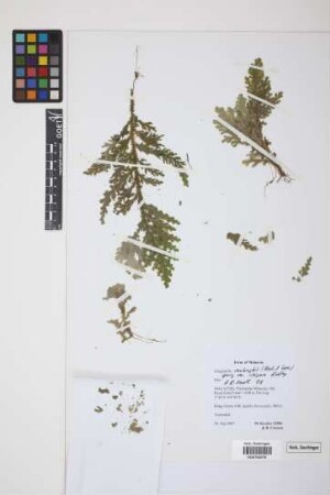 Selaginella roxburghii (Hook. & Grev.) Spring