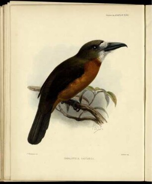 Hapaloptila Castanea.