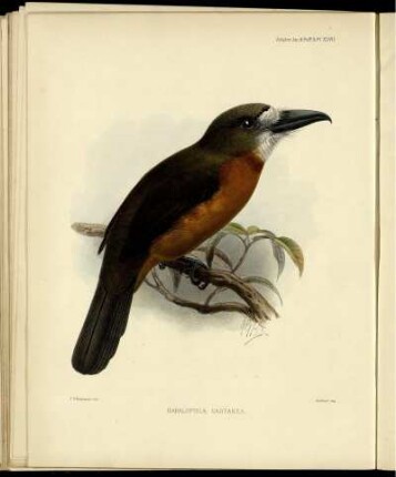 Hapaloptila Castanea.