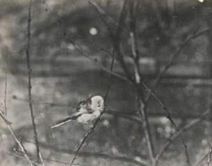 Schwanzmeise (Aegithalos caudatus L.), adulter Vogel