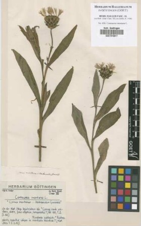 Centaurea montana L.