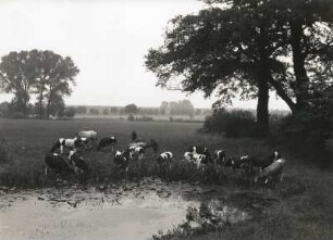 Auenlandschaft der Weißen Elster bei Oberthau mit Viehweide